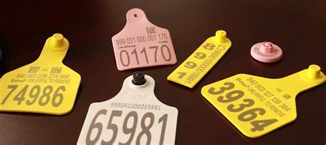 cattle rfid tags tn|allflex rfid tags for cattle.